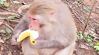do not want to share bananas with their children