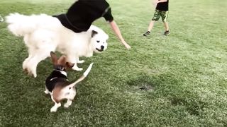 TOP 10 MOST DANGEROUS DOGS IN THE WORLD