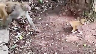 evil little monkey child pulled by force