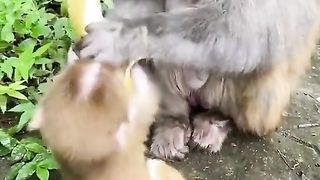 evil mother does not want to share bananas
