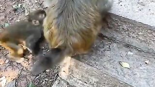 fight over food