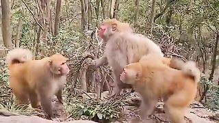 fighting over females