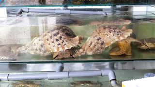 Vietnamese Food - GIANT ALIEN CONCH Sashimi Mui Ne Seafood Vietnam