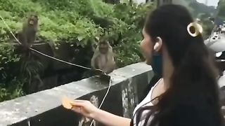Monkey 25