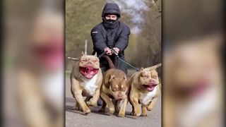 20 Most Dangerous Dog Breeds In The World (2023)