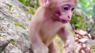 hungry little monkey