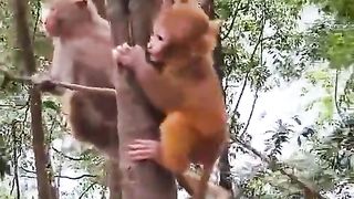 Little monkey baby crying scared