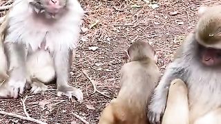 little monkey joking with mom