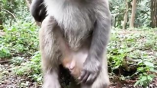 little monkey sitting unsupported