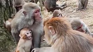 Mischievous big monkey