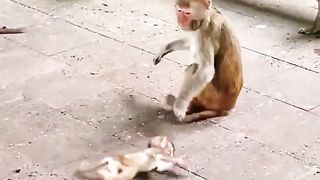 Monkey Child is Hurt