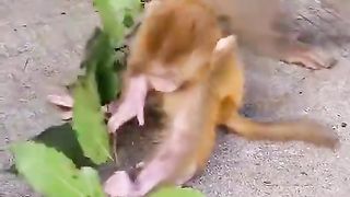 Monkey Cub Being Hit By Big Monkey????????