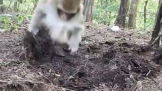 Monkey dig for treasure