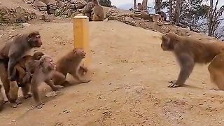 Monkey Fight