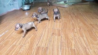 Cute Puppies - Funny and Cute Dog Videos Compilation 2023 - Part 1