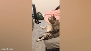 CATS will cheer you up ????Funny Cats Videos 2023