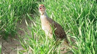 grey francolin bird sounds,partridge bird sound,Titer awaz