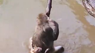 monkey mother carrying her child jumping into the water swimming