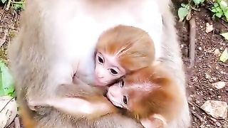 monkey mother hugs her two cute cubs very tightly