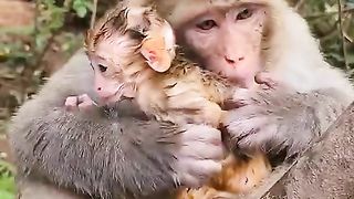monkey mother invites her child to jump into the water
