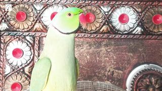 cute parrot bird talking and dance,beautiful parrot nature voice