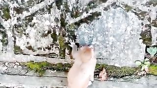 Monkeys can't climb