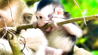 Newborn Baby Monkeys Are Very Beautiful