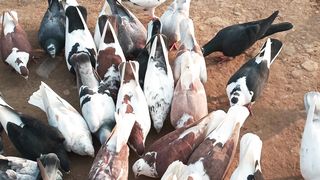beautiful pigeons birds