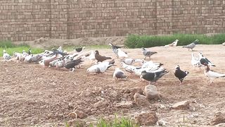 fancy pigeon bird feeding