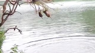 playing in the trees under the lake and bathing????