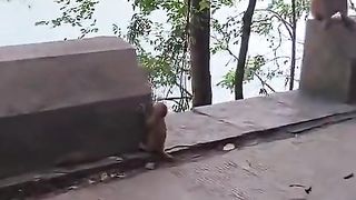 poor abandoned monkey