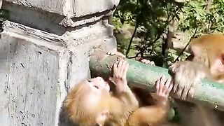 poor baby monkey crying afraid of falling