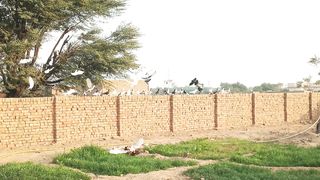 pigeon bird flying