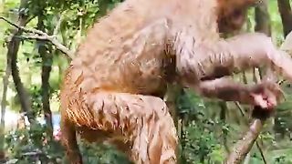 poor baby monkey fell