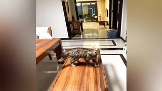 New Funny Videos 2023 ???? Cutest Cats and Dogs ???????? 11