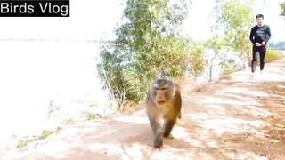 Fake tiger prank monkey