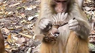 poor little bird