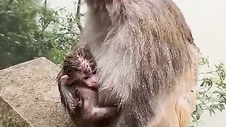 rained on by a poor cold monkey