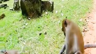 Small mating season monkeys also want to mate