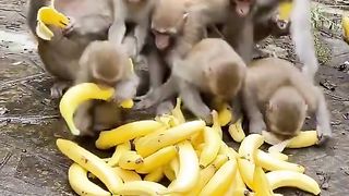 so many bananas are gone in minutes