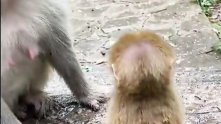 so tiny adorable