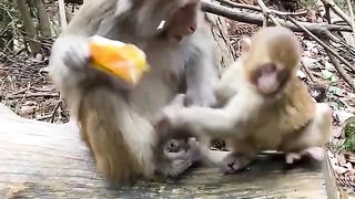 stingy monkey does not want to share food