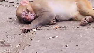 take a very long afternoon nap