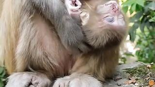 The baby monkey died when it was taken away by its mother☹️