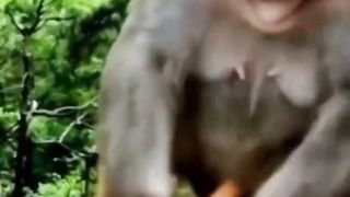 The baby monkey was tortured by its poor mother