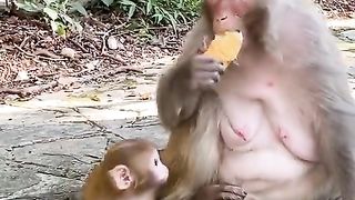 the evil monkey mother did not want to share the bread with her children