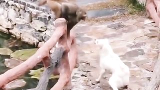 Funny Monkey Viral Video 105