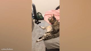 CATS will cheer you up ????Funny Cats Videos 2023 2
