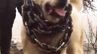 Monster Alabai - Central Asian Shepherd Dog