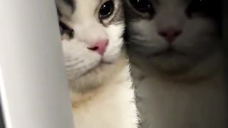 A cat who likes corners